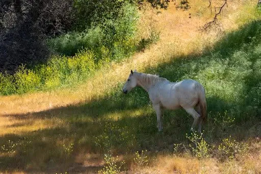 A horse grazing on a dry grass hillside in inland California.