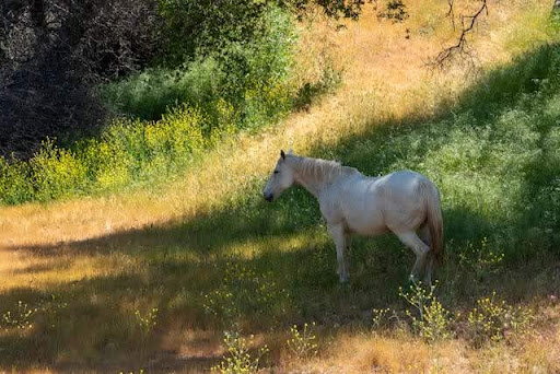 A horse grazing on a dry grass hillside in inland California.